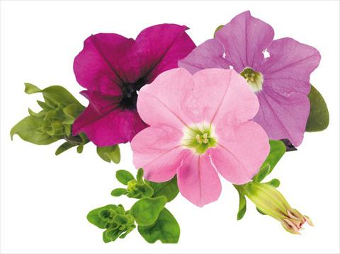 Foto de variedad de flores para ser usadas como: Maceta, planta de temporada, patio Petunia Surfinia® Tuesday