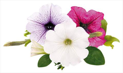 Foto de variedad de flores para ser usadas como: Maceta, planta de temporada, patio Petunia Surfinia® Wednesday