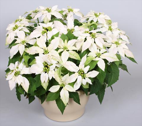 Foto de variedad de flores para ser usadas como: Maceta Poinsettia - Euphorbia pulcherrima Princettia® Maxim Pure White