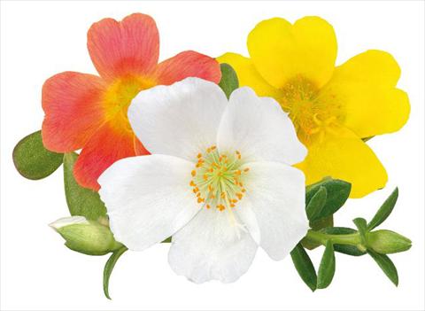 Foto de variedad de flores para ser usadas como: Planta de temporada, patio, Tarrina de colgar Portulaca Duna® Glamour