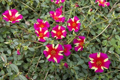 Foto de variedad de flores para ser usadas como: Planta de temporada, patio, Tarrina de colgar Portulaca Duna® Purple Cross