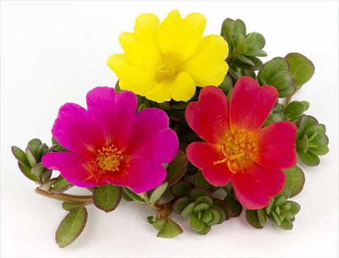 Foto de variedad de flores para ser usadas como: Planta de temporada, patio, Tarrina de colgar Portulaca Duna® Rainbow