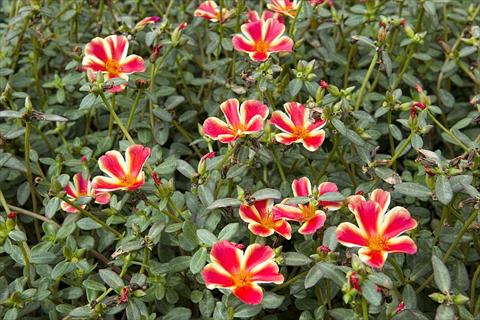 Foto de variedad de flores para ser usadas como: Planta de temporada, patio, Tarrina de colgar Portulaca Duna® Red Flame
