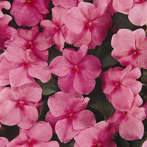 Foto de variedad de flores para ser usadas como: Planta de temporada / borde del macizo Impatiens walleriana Expo Deep Pink