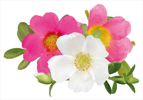 Foto de variedad de flores para ser usadas como: Planta de temporada, patio, Tarrina de colgar Portulaca Duna® Relax