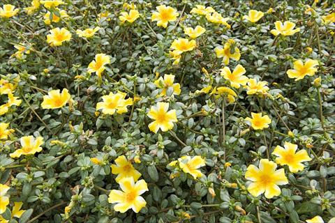 Foto de variedad de flores para ser usadas como: Planta de temporada, patio, Tarrina de colgar Portulaca Duna® Yellow Star