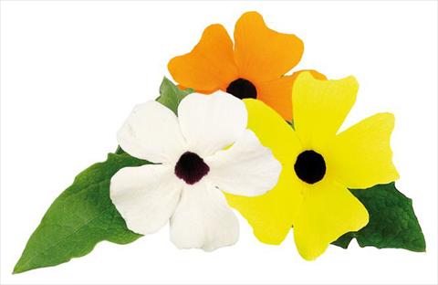 Foto de variedad de flores para ser usadas como: Tarrina de colgar / Maceta Thunbergia alata Picador