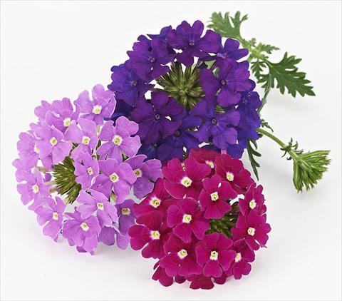 Foto de variedad de flores para ser usadas como: Maceta, patio, Tarrina de colgar Verbena Benissima® Midnight