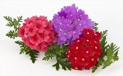 Foto de variedad de flores para ser usadas como: Maceta, patio, Tarrina de colgar Verbena Benissima® Summer Fruit