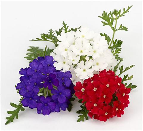 Foto de variedad de flores para ser usadas como: Maceta, patio, Tarrina de colgar Verbena Benissima® Vive la France