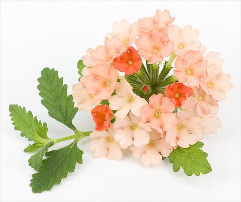 Foto de variedad de flores para ser usadas como: Maceta, patio, Tarrina de colgar Verbena peruviana Primavera Apricot