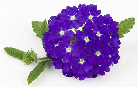 Foto de variedad de flores para ser usadas como: Maceta, patio, Tarrina de colgar Verbena peruviana Primavera Blue