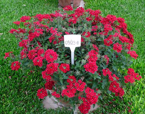 Foto de variedad de flores para ser usadas como: Maceta, patio, Tarrina de colgar Verbena peruviana Primavera Dark Red