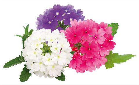 Foto de variedad de flores para ser usadas como: Maceta, patio, Tarrina de colgar Verbena peruviana Primavera Disco