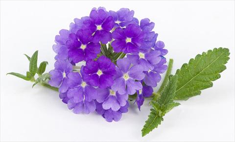 Foto de variedad de flores para ser usadas como: Maceta, patio, Tarrina de colgar Verbena peruviana Primavera Lavender