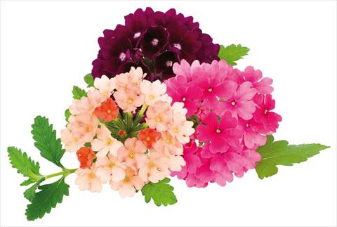 Foto de variedad de flores para ser usadas como: Maceta, patio, Tarrina de colgar Verbena peruviana Primavera Pop