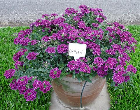 Foto de variedad de flores para ser usadas como: Maceta, patio, Tarrina de colgar Verbena peruviana Primavera Purple