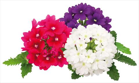 Foto de variedad de flores para ser usadas como: Maceta, patio, Tarrina de colgar Verbena peruviana Primavera Rock