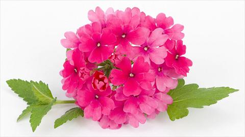 Foto de variedad de flores para ser usadas como: Maceta, patio, Tarrina de colgar Verbena peruviana Primavera Rose