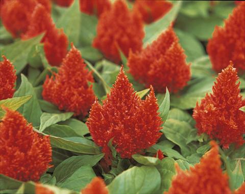 Foto de variedad de flores para ser usadas como: Maceta y planta de temporada Celosia plumosa Kimono Orange