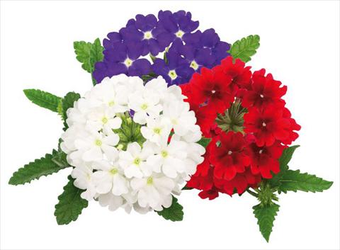 Foto de variedad de flores para ser usadas como: Maceta, patio, Tarrina de colgar Verbena peruviana Primavera United