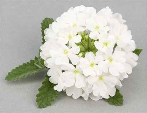 Foto de variedad de flores para ser usadas como: Maceta, patio, Tarrina de colgar Verbena peruviana Primavera White