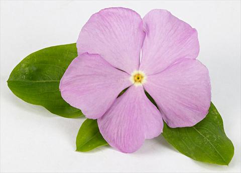Foto de variedad de flores para ser usadas como: Maceta y planta de temporada Catharanthus roseus - Vinca Sunvinca Lavender