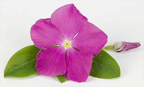 Foto de variedad de flores para ser usadas como: Maceta y planta de temporada Catharanthus roseus - Vinca Sunvinca Reddish Purple