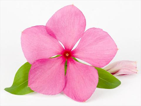 Foto de variedad de flores para ser usadas como: Maceta y planta de temporada Catharanthus roseus - Vinca Sunvinca Rose