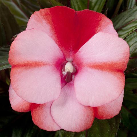 Foto de variedad de flores para ser usadas como: Maceta, planta de temporada, patio Impatiens N. Guinea pac® Impacio Melon Star