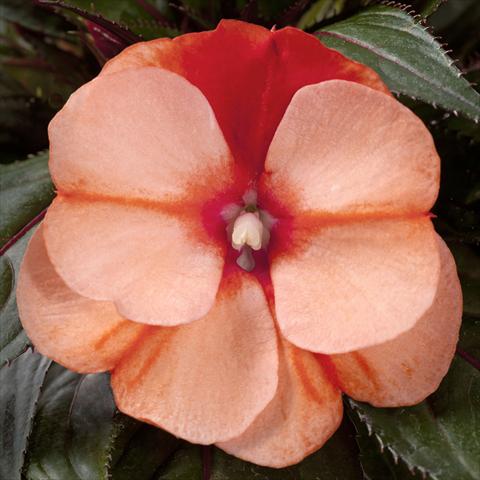 Foto de variedad de flores para ser usadas como: Maceta, planta de temporada, patio Impatiens N. Guinea pac® Impacio Orange Star