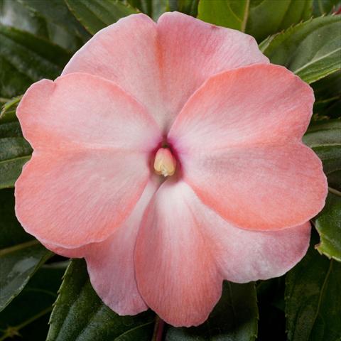 Foto de variedad de flores para ser usadas como: Maceta, planta de temporada, patio Impatiens N. Guinea pac® Impacio Soft Salmon