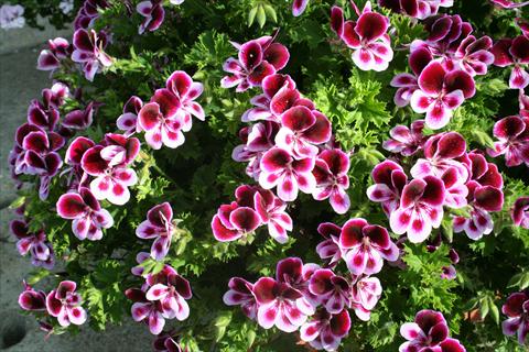Foto de variedad de flores para ser usadas como: Maceta y planta de temporada Pelargonium crispum pac® Angels Perfume