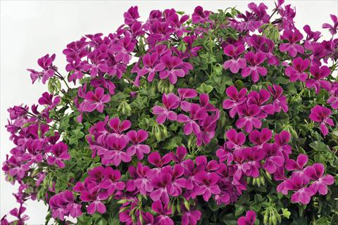 Foto de variedad de flores para ser usadas como: Maceta, patio, Tarrina de colgar Pelargonium peltatum pac® Happy Face Magenta