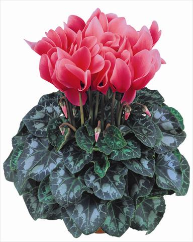 Foto de variedad de flores para ser usadas como: Maceta y planta de temporada Cyclamen persicum Latinia® Salmone