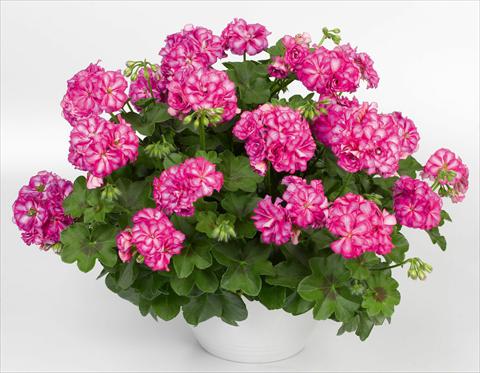 Foto de variedad de flores para ser usadas como: Maceta, patio, Tarrina de colgar Pelargonium peltatum pac® Mexica Nealit