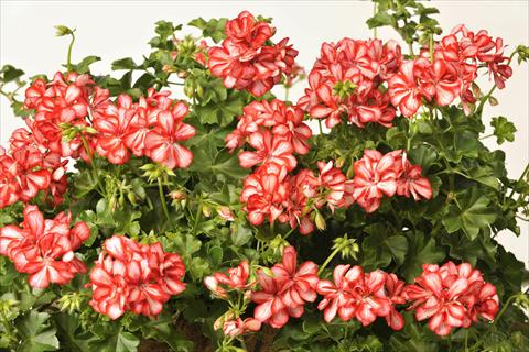 Foto de variedad de flores para ser usadas como: Maceta, patio, Tarrina de colgar Pelargonium peltatum pac® Mexica Ruby