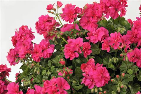 Foto de variedad de flores para ser usadas como: Maceta, patio, Tarrina de colgar Pelargonium peltatum pac® Rocky