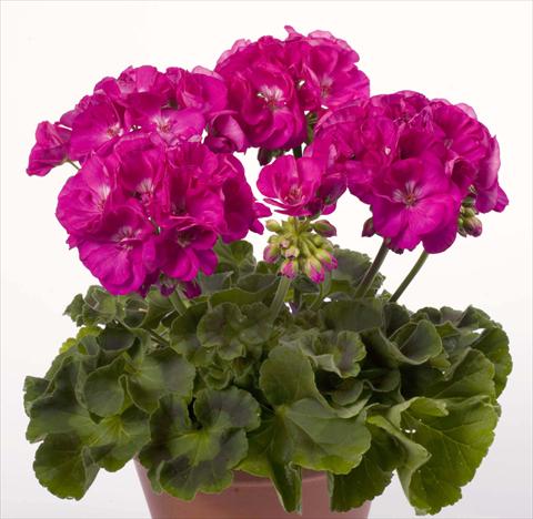 Foto de variedad de flores para ser usadas como: Maceta o Tarrina de colgar Pelargonium zonale pac® Alice