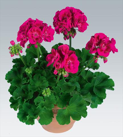 Foto de variedad de flores para ser usadas como: Maceta o Tarrina de colgar Pelargonium zonale pac® Flower Fairy Berry