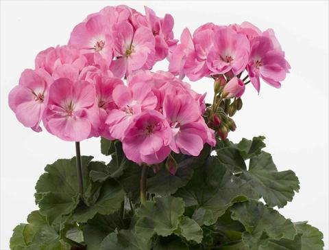 Foto de variedad de flores para ser usadas como: Maceta o Tarrina de colgar Pelargonium zonale pac® Rosita