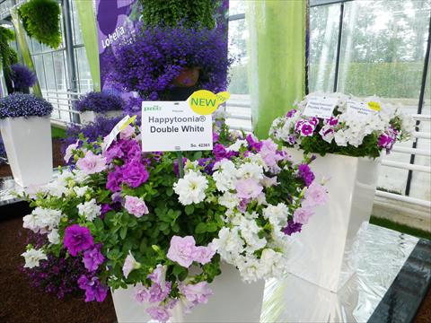 Foto de variedad de flores para ser usadas como: Maceta, planta de temporada, patio Petunia pac® Happytoonia Double Purple