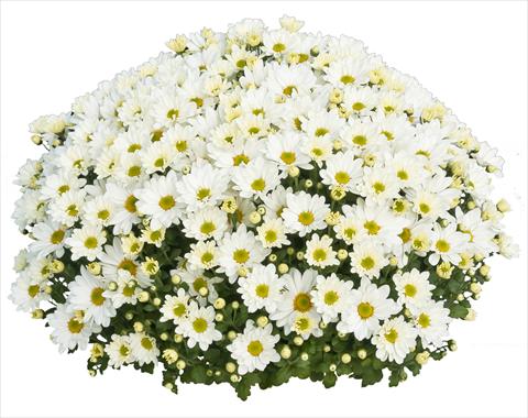 Foto de variedad de flores para ser usadas como: Maceta y planta de temporada Chrysanthemum Elys Blanc 2013