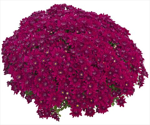 Foto de variedad de flores para ser usadas como: Maceta y planta de temporada Chrysanthemum Louna Pourpre 2013