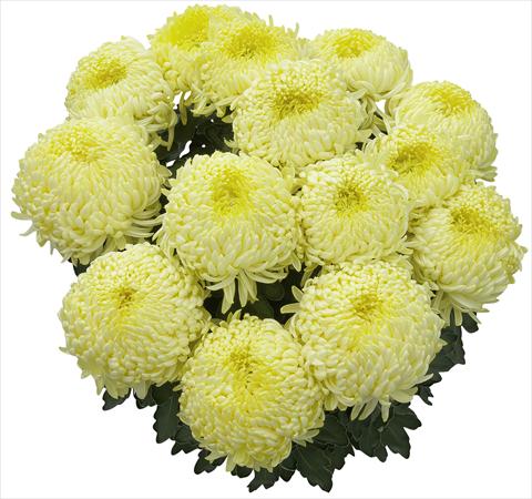 Foto de variedad de flores para ser usadas como: Maceta y planta de temporada Chrysanthemum Malibu Citron 2013