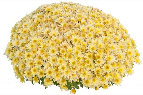 Foto de variedad de flores para ser usadas como: Maceta y planta de temporada Chrysanthemum Pasoa Vanille 2013