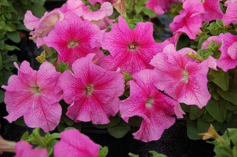 Foto de variedad de flores para ser usadas como: Maceta o cesta de trasplante Petunia x hybrida Limbo rosa venata