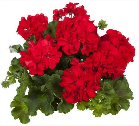 Foto de variedad de flores para ser usadas como: Patio, Maceta Pelargonium interspecifico fides® Mambo