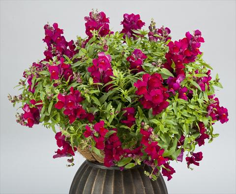 Foto de variedad de flores para ser usadas como: Maceta y planta de temporada Antirrhinum majus Candy Showers Deep Purple