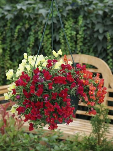 Foto de variedad de flores para ser usadas como: Maceta y planta de temporada Antirrhinum majus Candy Showers mix